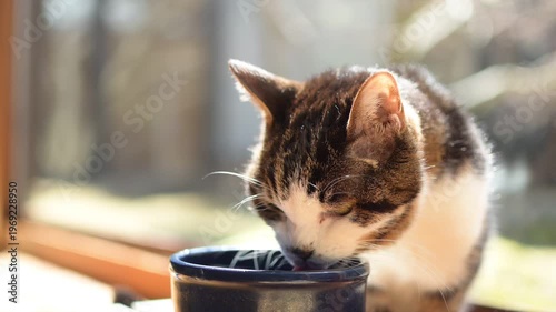 水を飲むキジ猫