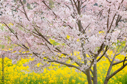 桜と菜の花畑