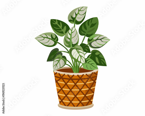 A vibrant monstera deliciosa plant in a decorative woven pot