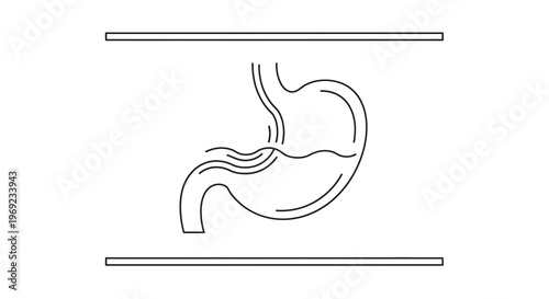 Simplified outline drawing of the human stomach illustrating digestive processes and fluid movement