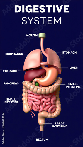 Detailed illustration of human digestive system with labeled organs and parts anatomy