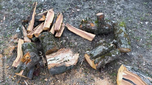 Wood piles are arranged on a dirt ground showing cut logs in afternoon light near a forest area during fall