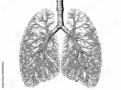 Anatomical illustration of human lungs detailed branching airways visible