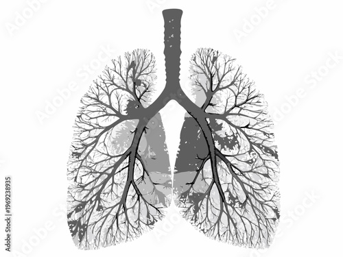 Anatomical illustration of human lungs resembling a tree s branching structure