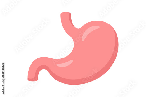 Stylized illustration of the human stomach organ, representing digestive health and internal anatomy