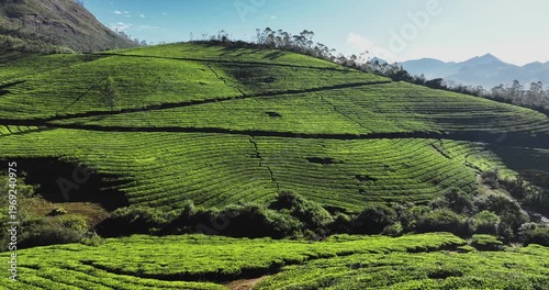 Wallpaper Mural Cinematic aerial view of scenic tea plantation, terraced hill valley in Munnar, Kerala, India. Aerial view of a tea plantation in Munnar. The beautiful Western Ghats mountain range in Kerala Torontodigital.ca