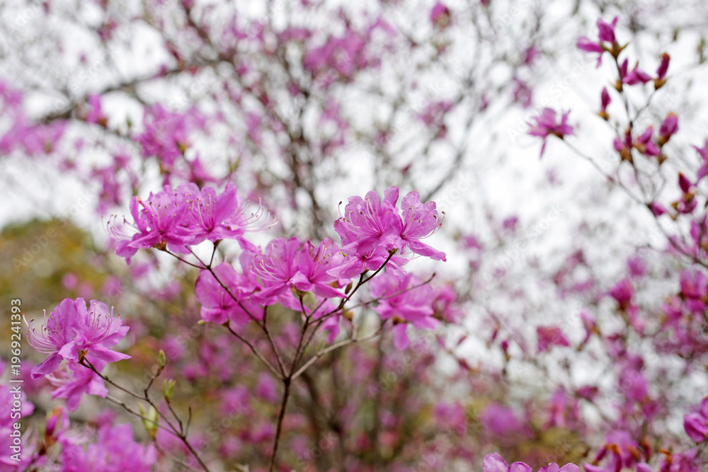 Fototapeta premium Pink flowers blooming on branches against a white sky.