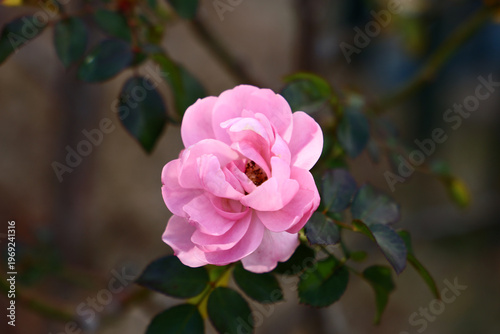 A beautiful pink rose blooming in the soft light.