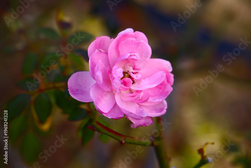 A beautiful pink rose blooming in the soft light.