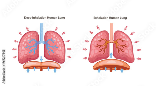 Deep Breathing of Human Lung Anatomy Illustration