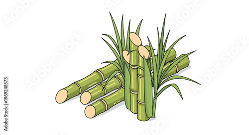 Freshly cut stalks of green sugarcane with long leaves arranged in a pile and standing upright against a white background.