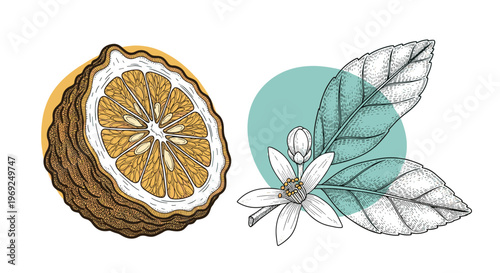 Detailed botanical sketch of a bergamot citrus fruit cross section alongside its leaves and delicate white flowers.