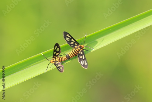 Moths mate on blades of grass