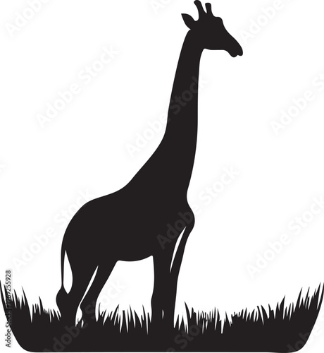Silhouette of a giraffe grazing in a grassy field under a plain background Vector, illustration