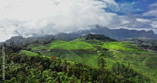 Wallpaper Mural Close-up cinematic aerial view of Tea Plantation hill valley in Munnar, Kerala, India. Aerial view of a tea plantation in Munnar. The beautiful Western Ghats mountain range in Kerala Torontodigital.ca