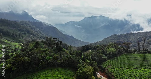 Wallpaper Mural Close-up cinematic aerial view of Tea Plantation hill valley in Munnar, Kerala, India. Aerial view of a tea plantation in Munnar. The beautiful Western Ghats mountain range in Kerala Torontodigital.ca