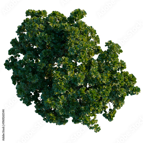 Obraz na płótnie Lush Fiddle Leaf Fig tree top view isolated on black