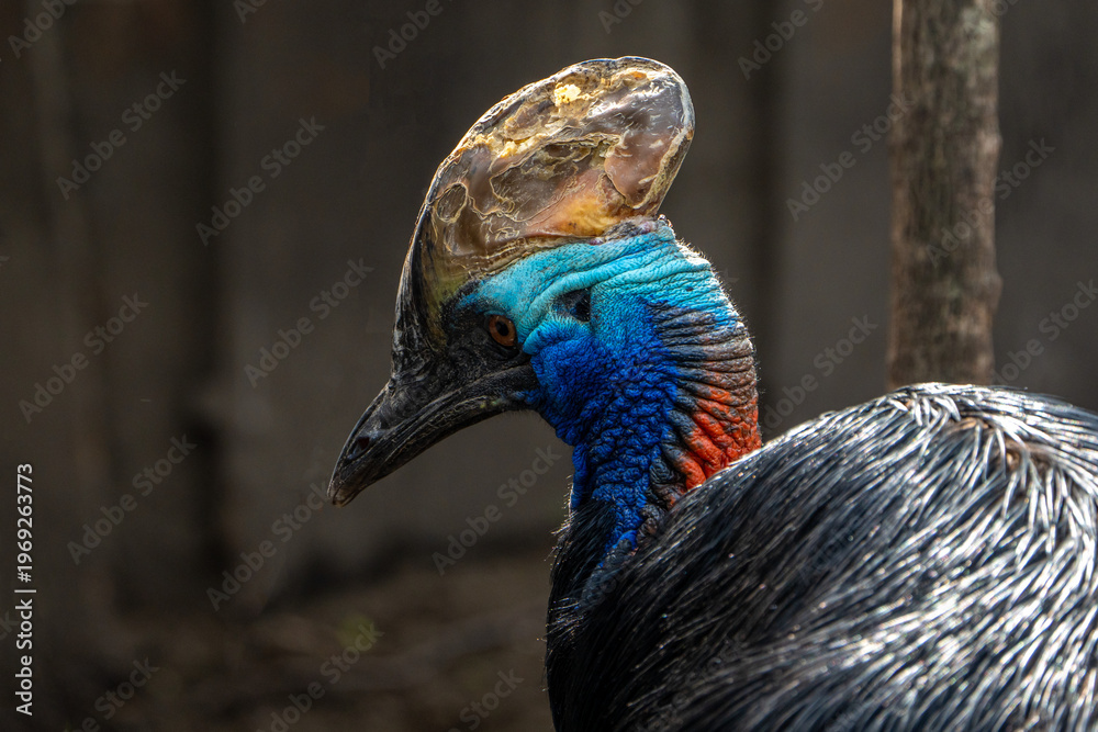 Fototapeta premium southern cassowary. 
