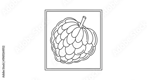 Line art illustration of a fresh, segmented custard apple fruit with a stem, perfect for healthy