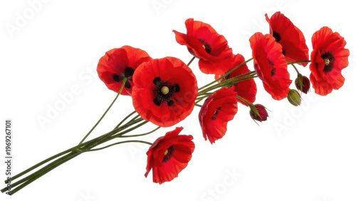 Bouquet of red poppies with green stems, cut out