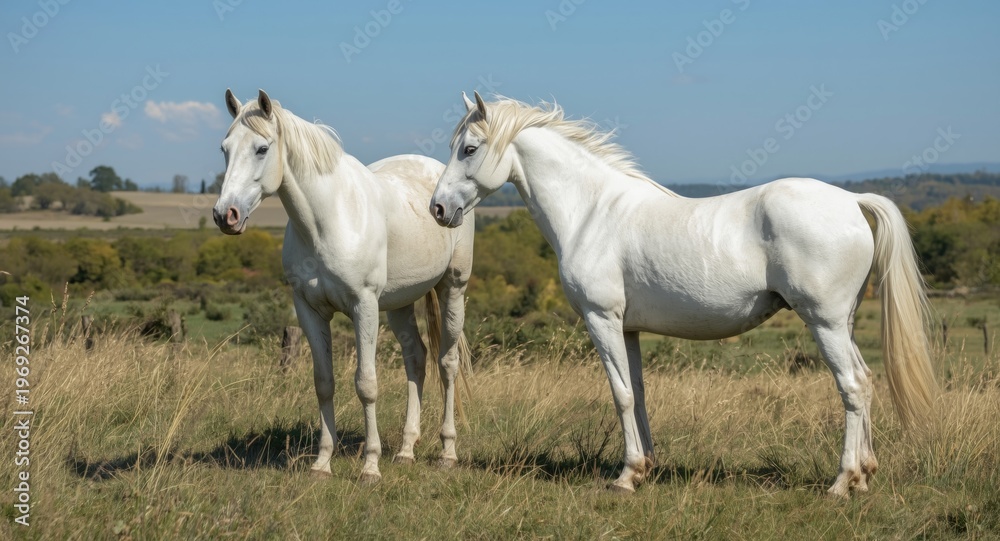 Obraz premium Two elegant white horses peacefully standing together in a vibrant rural landscape