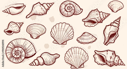 Beach summer vacation naive outline sketch vector illustration of seashells