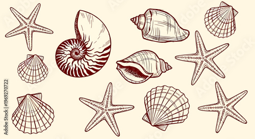 Beach summer vacation naive outline sketch vector illustration of seashells and starfish