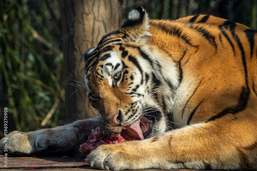 Obraz premium tiger in the zoo