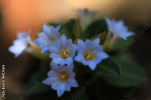 Gentiana Hesseliana,the beautiful blue flowers are blooming on a high mountain with
brown dry leaves background.
Phu Luang Wildlife Sanctuary in Loei, Thailand