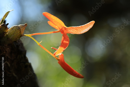 Dendrobium unicum , miniature orchid with terrific color,sepals and petals are twisted and brilliant tangerine,cream colored lip heavily marked with purple venation,is tubular and curls back.THAILAND