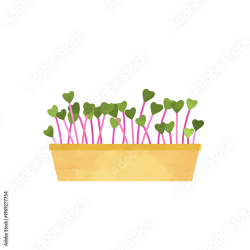 radish microgreens growing tray fresh sprouts agriculture illustration