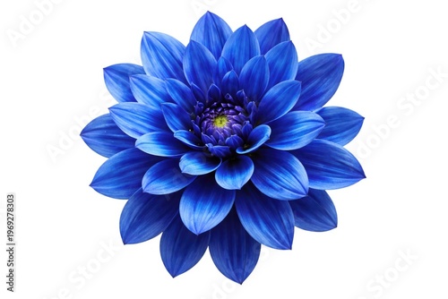 Studio close up of a vibrant blue flower isolated on a clean white background