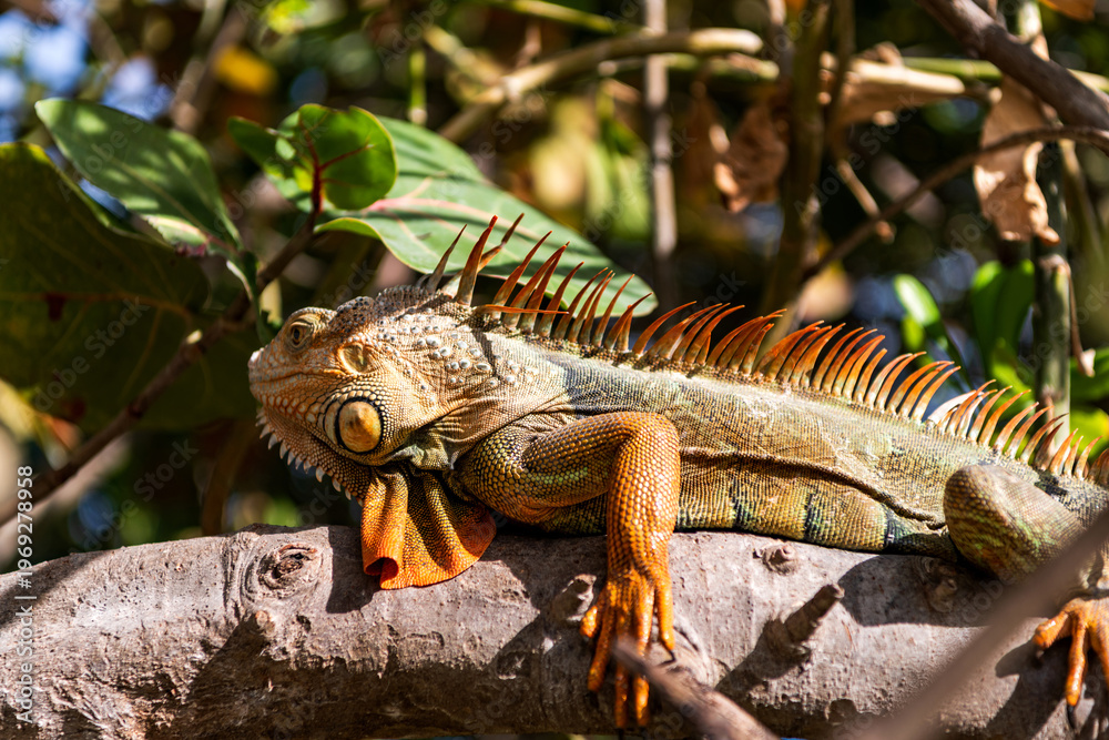 Naklejka premium Exotic pet, closeup. Wildlife fauna. Large iguana tail. Reptile animal in nature. Wildlife zoo in jungle. Iguana lizard in tropical jungle. American iguana herbivorous lizard. Exotic iguana reptile