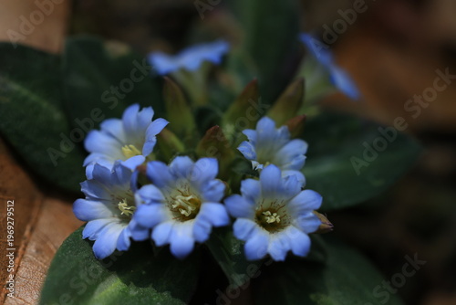Gentiana Hesseliana,the beautiful blue flowers are blooming on a high mountain with
brown dry leaves background.
Phu Luang Wildlife Sanctuary in Loei, Thailand