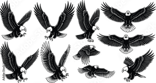 Set of bald eagle vector illustrations, detailed flying and hunting poses, majestic birds of prey in attack mode, black and white style