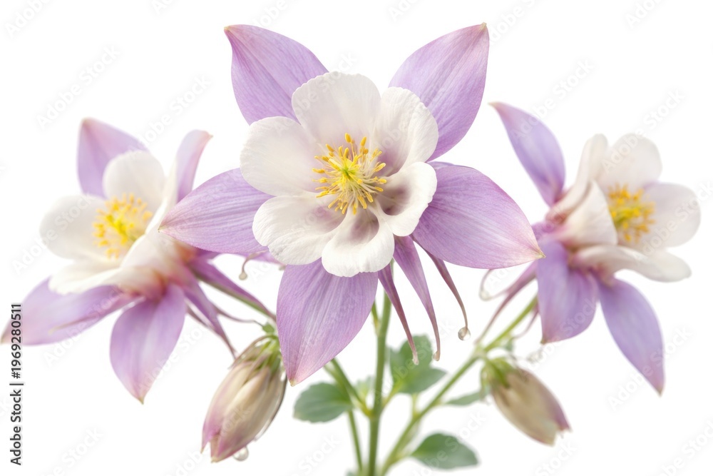 Obraz premium close up of aquilegia blossoms isolated on a pure white backdrop