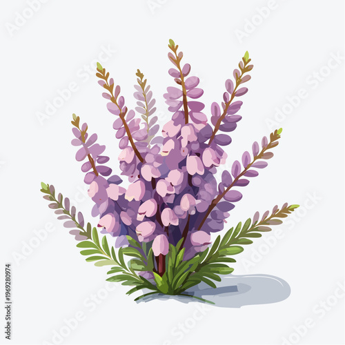 Purple heather flower bouquet isolated