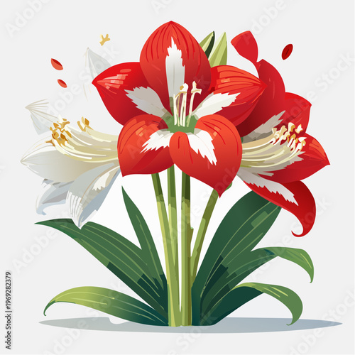Red and white amaryllis flowers with green leaves