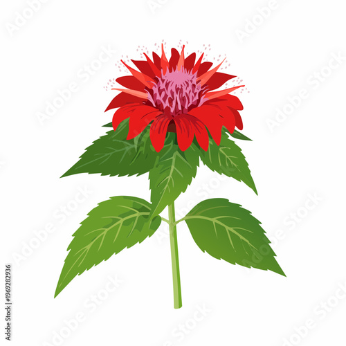 Red bee balm flower with green leaves with transparent background
