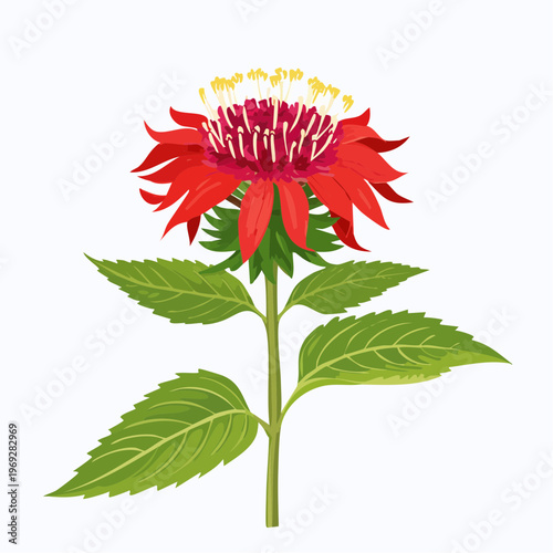 Red bee balm flower with green leaves