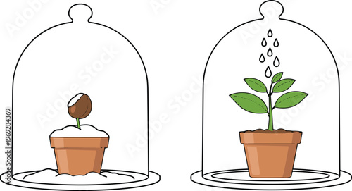 Plant Growth Stages Illustration Showing Seed Germination and Young Plant Watering Under Glass Dome Representing Nature Growth, Gardening, and Botanical Development Concept