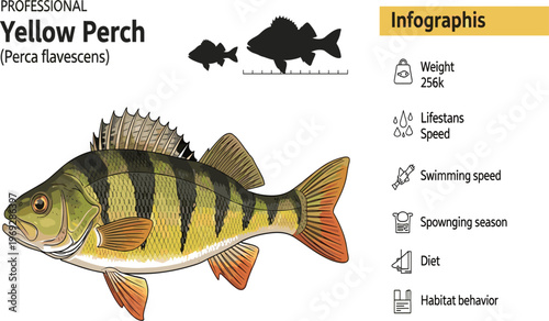 Yellow Perch Fish Infographic Illustration with Scientific Name Perca Flavescens Showing Anatomy, Habitat, Diet, Weight, and Freshwater Species Information