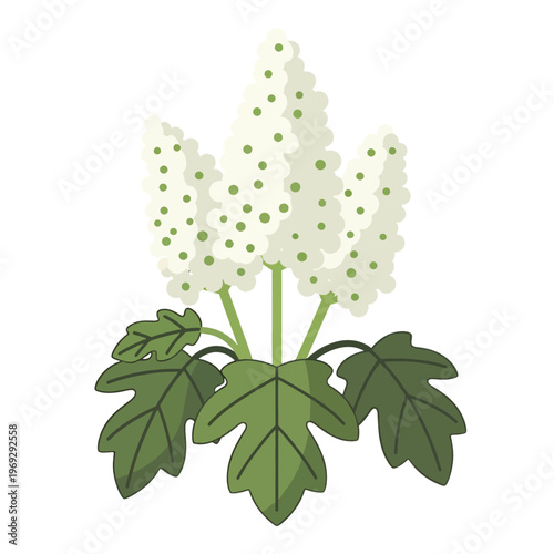 A cluster of white flowers with green dots and large green leaves