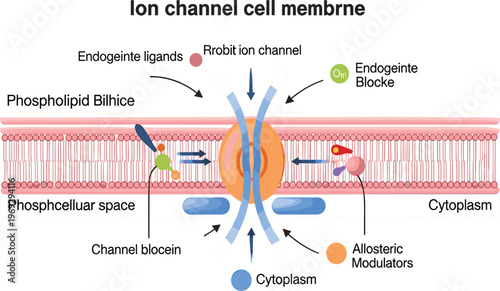 Ion Channel Cell Membrane Diagram Showing Phospholipid Bilayer, Ligand Binding, Ion Transport, Cytoplasm Interaction, and Cellular Signaling Biology Vector Illustration