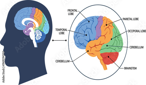 Human Brain Anatomy Diagram with Labeled Frontal, Parietal, Temporal, Occipital Lobes, Cerebellum, and Brainstem Educational Neuroscience Vector Illustration