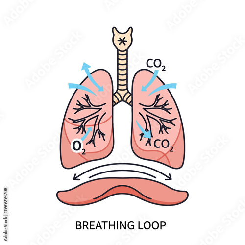 Diagram illustrating the process of respiration and gas exchange in the lungs