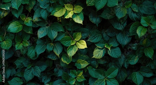Lush layered foliage with vivid lighting ideal for natural decoration