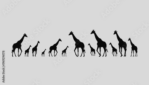 A group of giraffes walking in a line