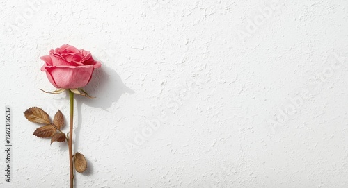 white rough background featuring dried pink rose and diffused shadow