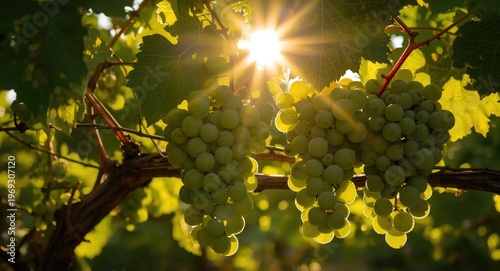 Green grapes on vine shining under golden summer sunshine